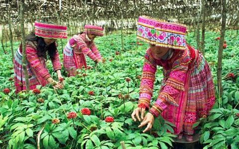 三七粉價格，三七花價格，三七的功效